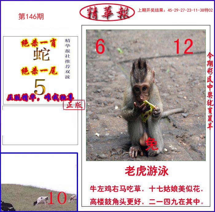 新精华报报-146