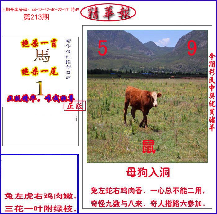 新精华报报-213